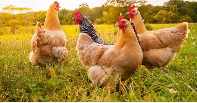 Influenza aviaire : renforcement des mesures de biosécurité : « risque élevé » !